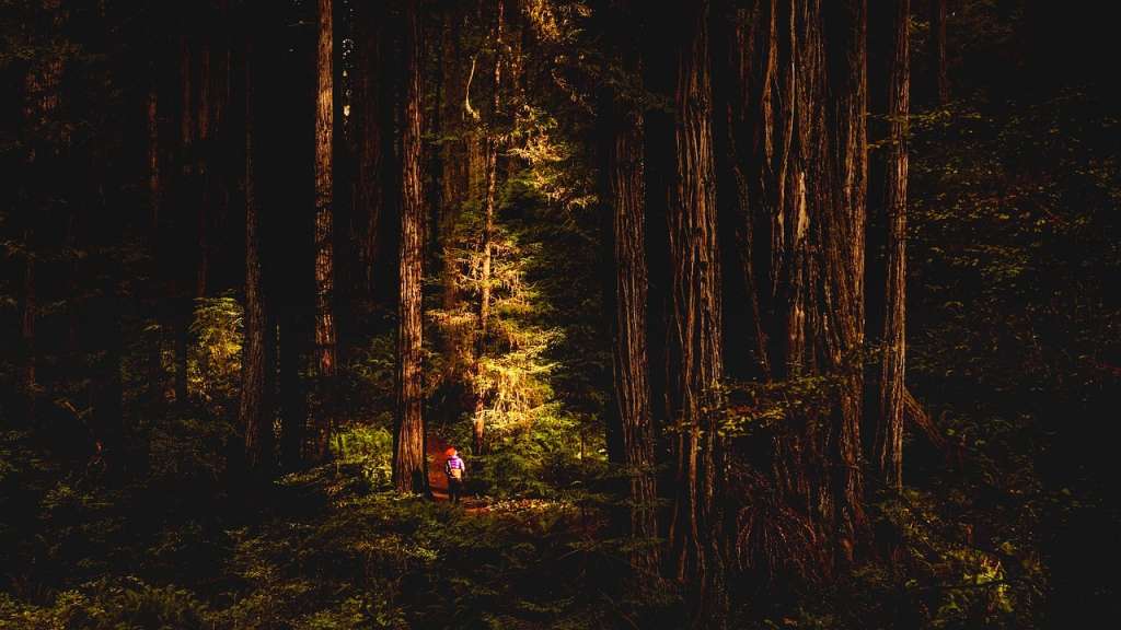 El Bosque de Secuoyas de Cabezón de la Sal, en Cantabria, es un sorprendente espacio natural gratuito y accesible, ideal para caminar entre árboles gigantes y disfrutar de una experiencia única en familia.