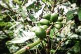 Crece 19% la producción de café colombiano