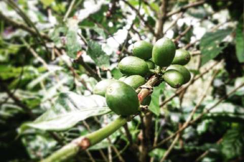 Crece 19% la producción de café colombiano