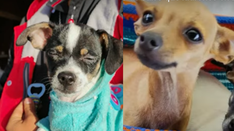 Apareció perrita que había sido robada en la localidad de Kennedy, Bogotá