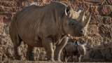 Buenas noticias: nace un rinoceronte negro oriental en peligro crítico de extinción