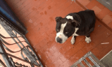 ¿Los ha visto? Tatto, Coquito, Kira y otros animales perdidos en Bogotá