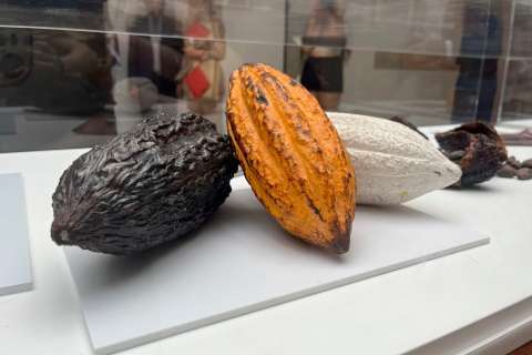 “Una planta de otro mundo”, un viaje a través del cacao de Ecuador desde Madrid