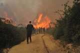 Las especies invasoras que alimentan los incendios forestales de Bogotá