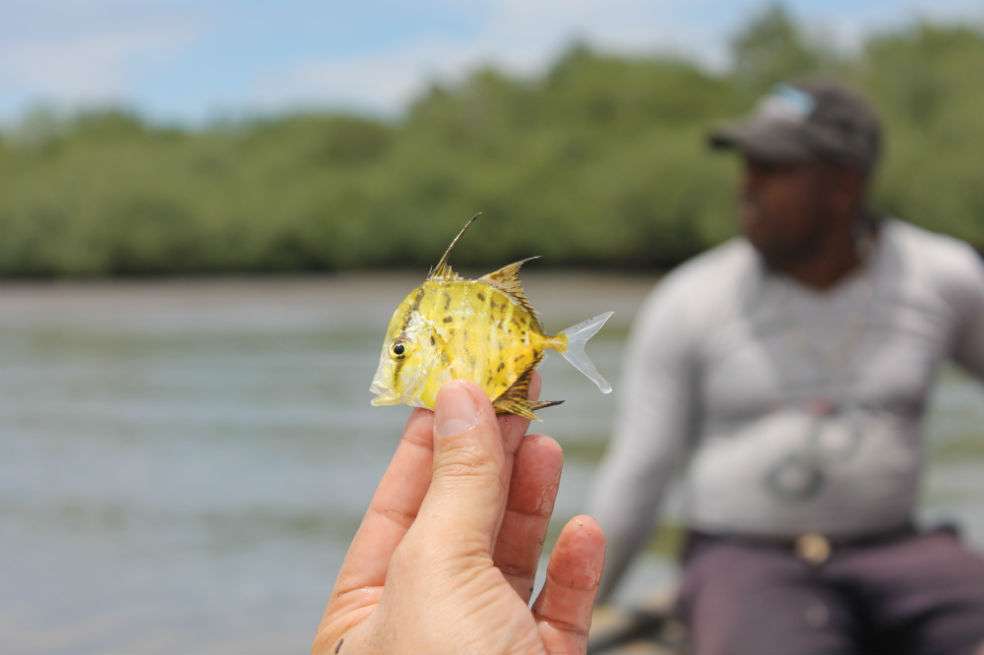 Se capturaron los ejemplares en las faenas de pesca de camaroneros de la región. / Alejandra Valencia - UN Medios