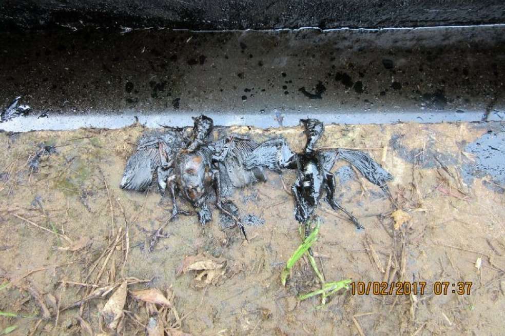 Pájaros muertos en la selva amazónica. / © Universidad Autónoma de Barcelona (EFEVerde)