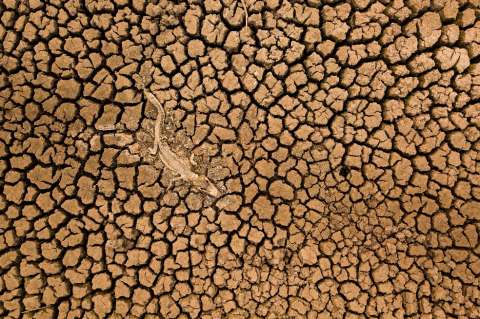 La extrema sequía está cobrando la vida de las jirafas de Kenia