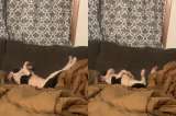 Con este gesto supo que el perro que adoptó por fin se sentía seguro (video)
