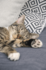 ¿Cuál es la raza de gato más cariñosa? Revisa si tu mascota está en la lista