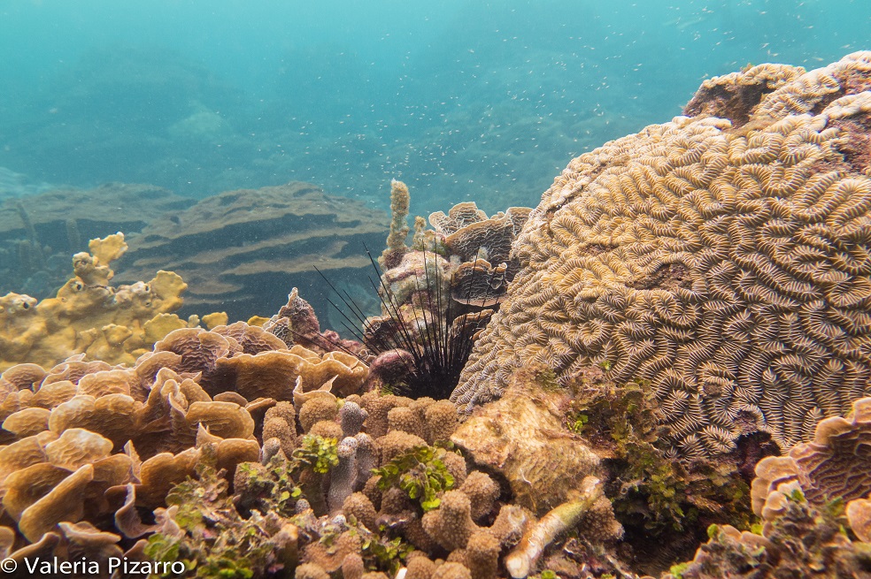 Arrecife de coral de Varadero. / Valeria Pizarro
