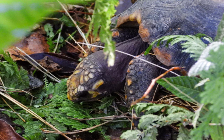 Más de 700 animales vuelven a su hogar en el Magdalena Medio