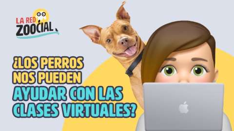 La Red Zoocial: ¿Estudiar con las mascotas?