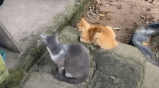 En Yopal: presuntamente amenazaron a la cuidadora de 120 gatos por el olor de su orina