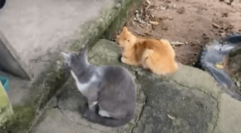 En Yopal: presuntamente amenazaron a la cuidadora de 120 gatos por el olor de su orina