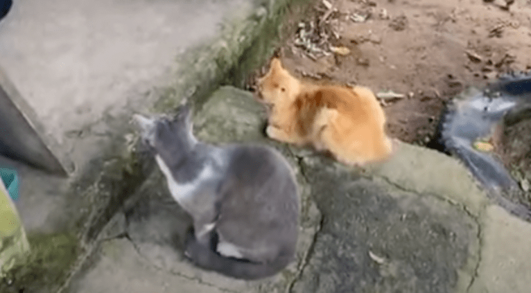 En Yopal: presuntamente amenazaron a la cuidadora de 120 gatos por el olor de su orina