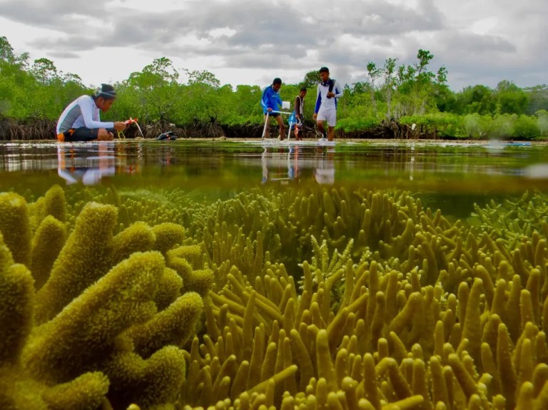 Healthy Ecosystem: Estudiantes universitarios de Sulawesi del Norte realizan un ejercicio de zonificación, descubriendo las estrechas relaciones entre los manglares, los arrecifes de coral y las hierbas marinas.