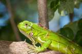Comunidad denuncia envenenamiento de iguanas en Santander