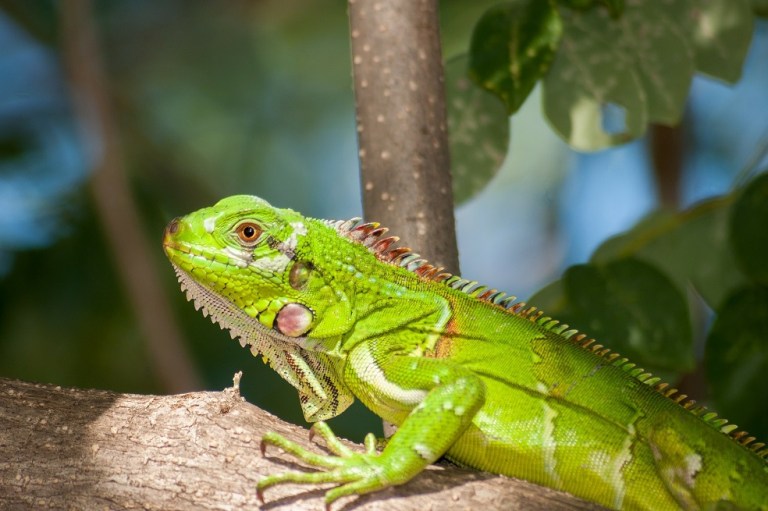 Comunidad denuncia envenenamiento de iguanas en Santander