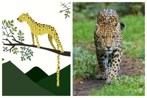 Conozca a los animales de “Un territorio incierto”
