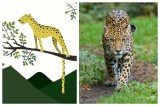 Conozca a los animales de “Un territorio incierto”