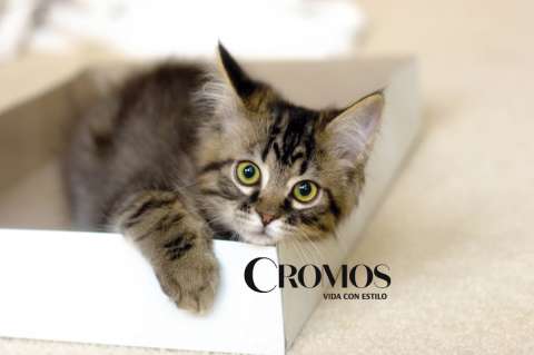 Nombres de gatos famosos: 8 opciones para que le pongas a tu mascota