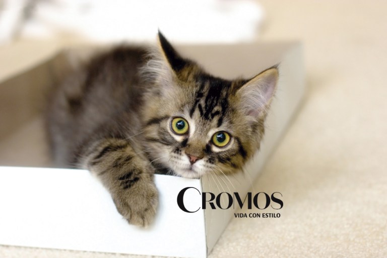 Nombres de gatos famosos: 8 opciones para que le pongas a tu mascota