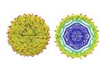 La primera ‘foto’ del zika