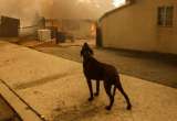Los incendios en Los Ángeles desatan una crisis para las mascotas y sus dueños