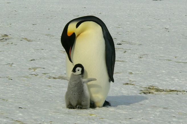 Los pingüinos emperador son vulnerables a la pérdida de hielo marino.