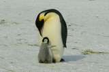 El pingüino emperador estaría en riesgo de extinción por el deshielo antártico