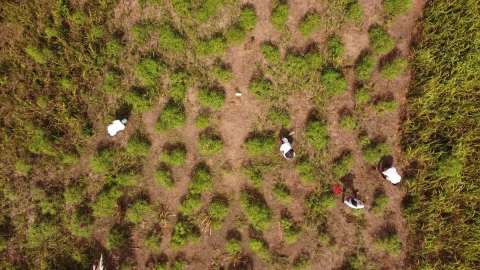 ¿Por qué las comunidades indígenas son clave para salvar la Amazonía?