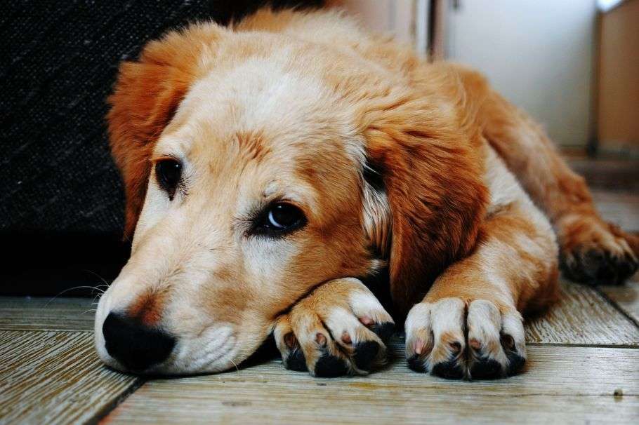 Remedios caseros efectivos si tu perro no quiere comer y está decaído
