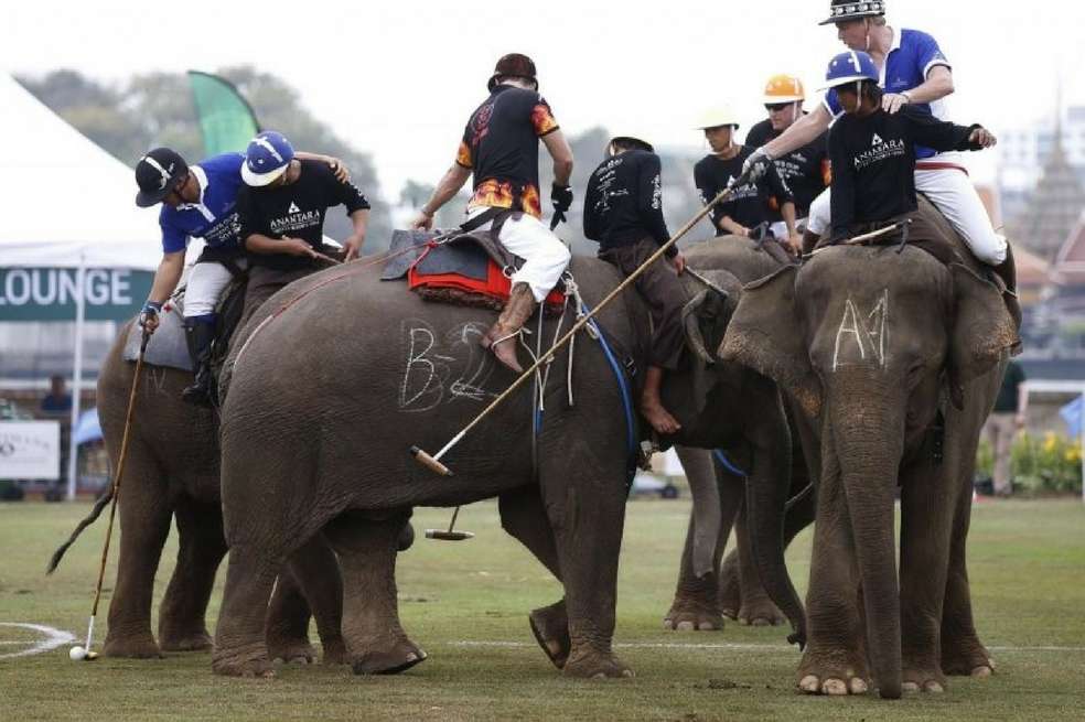 Famosos juegan polo sobre el lomo de elefantes en Bangkok. / EFE