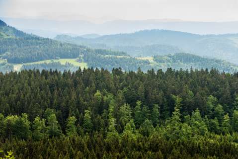 Las dudas detrás de la estrategia para reducir emisiones de CO2 de empresas como Disney o Cabify