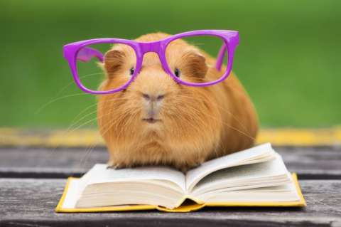 Los conejillos de Indias también son mascotas