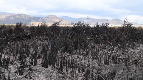 Incendios forestales en el mundo podrían incrementar en un 30% para 2050: ONU