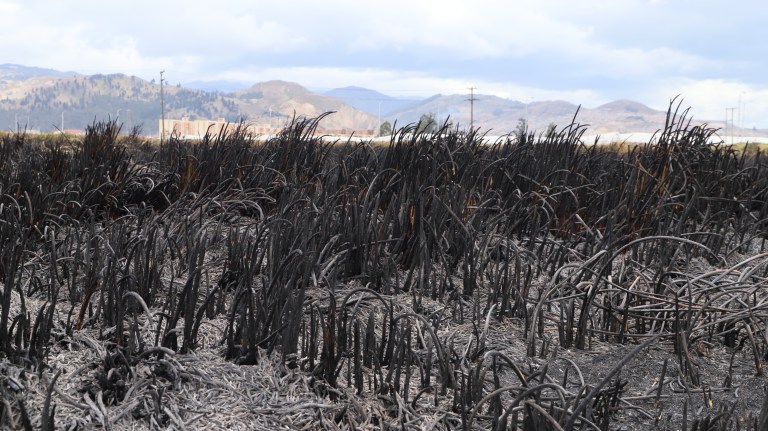 Incendios forestales en el mundo podrían incrementar en un 30% para 2050: ONU