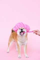 ¿Qué hacer para cuidar los dientes de mi perro? ¿Cómo limpiarlos y cada cuánto?
