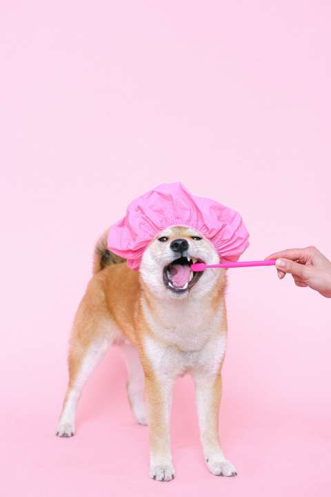 ¿Qué hacer para cuidar los dientes de mi perro? ¿Cómo limpiarlos y cada cuánto?