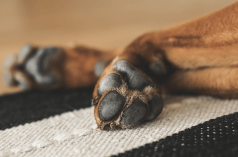 ¿Licencia por el luto de una mascota en Colombia? Con esta ley sería posible