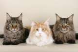 Gato doméstico de pelaje largo: razas y cuidados que debe tener en cuenta