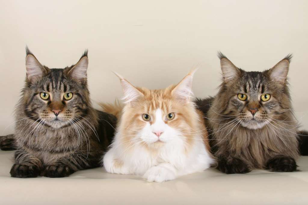 Maine Coon. Se trata de uno de los gatos más pesados del mundo felino y altamente apreciado por su pelaje. Su costo en el mercado varía entre los 2 y los 5 millones de pesos.