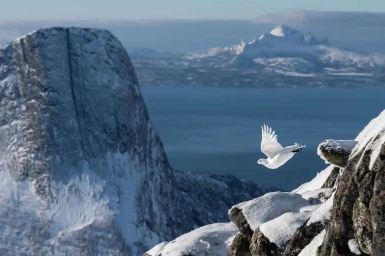 Categoría Fotógrafo de aves del año: Erlend Haarberg ganó el primer lugar por una imagen de una perdiz nival tomada en Noruega.