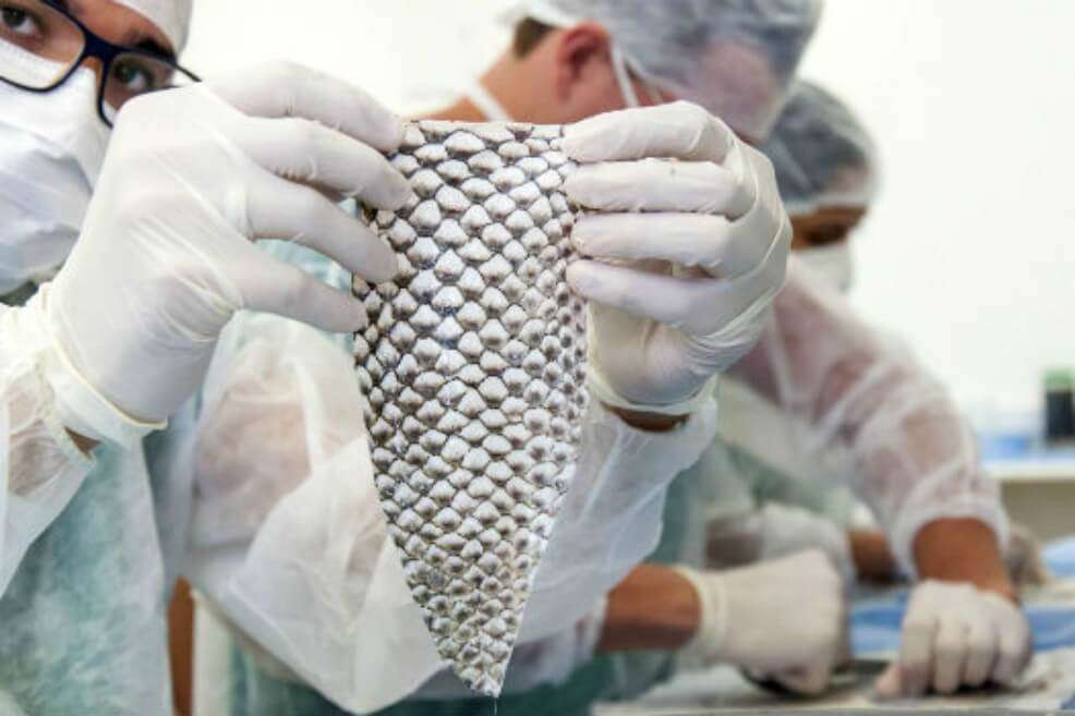 Investigadores de la U. de Ceará manipulando piel de tilapia. / Tomada de la Universidad Federal de Ceará - Viktor Braga