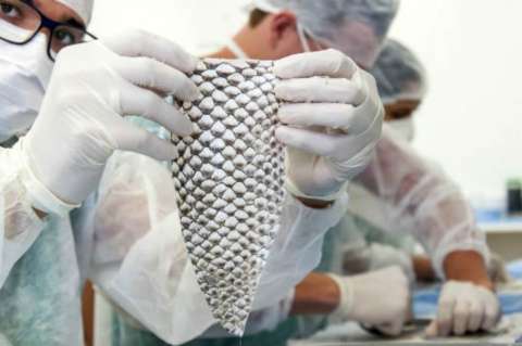Reconstruyen una vagina con piel de tilapia