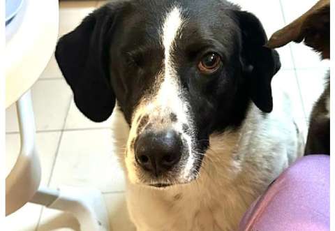 Perrita sin un ojo se perdió en Bogotá: su familia ofrece recompensa