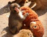 La historia de Punch: el mono que conquistó internet abrazando un peluche de orangután