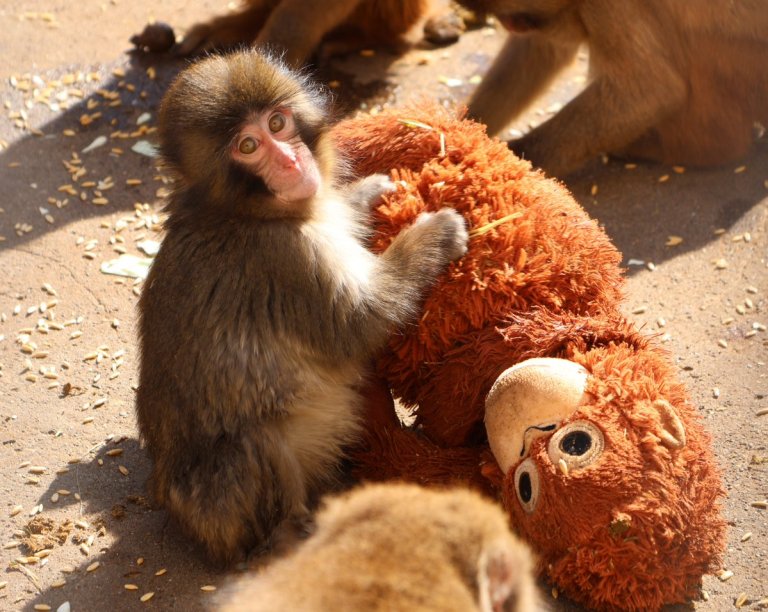 ¿Por qué el macaco Punch necesita a su orangután de juguete?