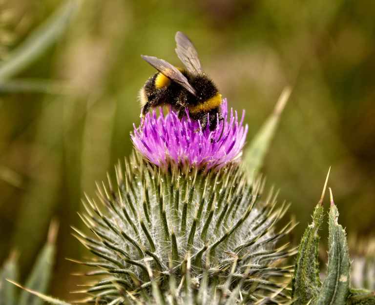 ¿Por qué algunas abejas son expulsadas de la colonia?