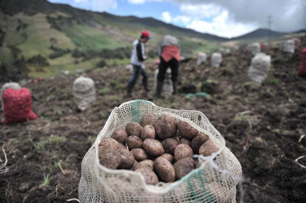 Cultivo y recolección de papa al sur de Bogotá.